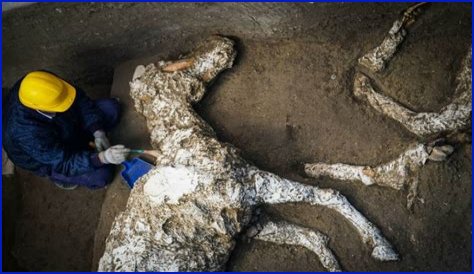 Pompeii Horse Prepped To Rescue Victims Found Preserved In Stables